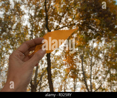 Hand mit einem gelben und trockene Blätter in einem Herbst Wald Stockfoto