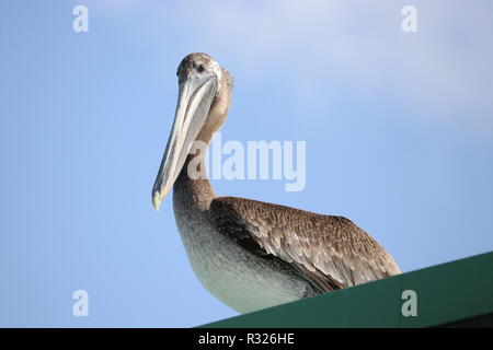 Gefangen in diesem Pelican Sonnenbaden auf der Dachterrasse von Rod & Reel Pier, FL Stockfoto