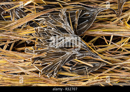 Frost auf Rockweed (Fucus distichus) bei Ebbe in Haines in Südostalaska. Stockfoto