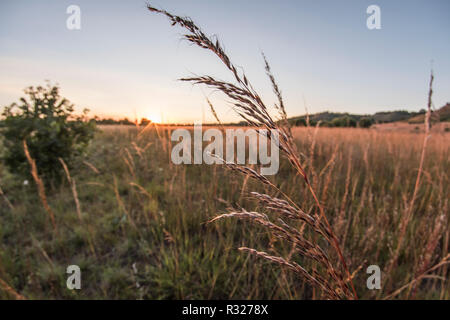 Spring Green in südwestlichem Wisconsin bewahren ist Heimat für viele bedrohte Pflanzen und Tiere. Stockfoto