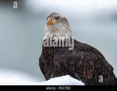 Juvenile Weißkopfseeadler thront auf schneebedeckten Zweig im Chilkat Bald Eagle Preserve in Südostalaska. Winter. Morgen. Stockfoto