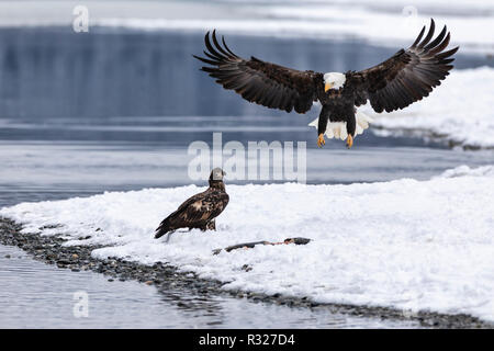 Weißkopfseeadler konkurrieren für Lachs entlang des Chilkat River in den Chilkat River Weißkopfseeadler bewahren in Südostalaska. Stockfoto