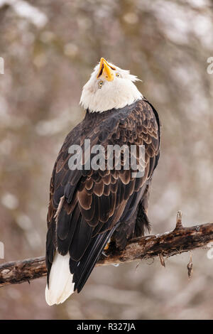 Thront Weißkopfseeadler vocalizes im Chilkat Bald Eagle Preserve in Südostalaska. Stockfoto