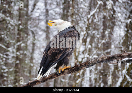 Thront Weißkopfseeadler vocalizes im Chilkat Bald Eagle Preserve in Südostalaska. Stockfoto