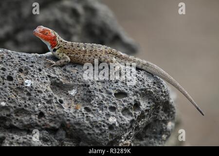 Galapagos wedge tail Iguana Stockfoto