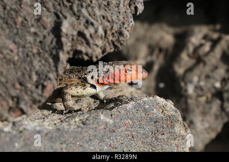 Galapagos Leguan killdeer Stockfoto