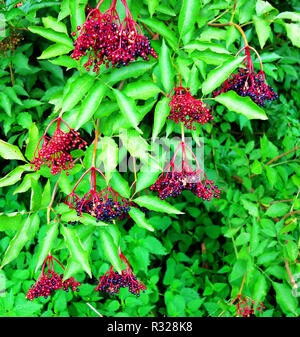 Holunderbeeren im Sommer Garten Stockfoto