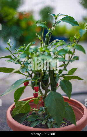 Rote und grüne Paprika in einem Topf Stockfoto