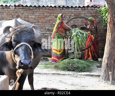 Schneiden greenfeed frisch vom Feld geerntet für Wasserbüffel, die für das Melken in einem Dorf auf dem Ganges zwischen Varanasi und Patna verwendet werden. Stockfoto