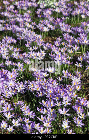 Krokusse Stockfoto