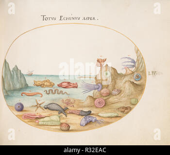 Animalia Aqvatilia et Cochiliata (aqva): Platte WFL. Vom: C. 1575/1580. Abmessungen: Größe (ca.): 14,3 x 18,4 cm (5 5/8 x 7 1/4 in.). Medium: Aquarell und Gouache, mit ovalen Grenze in Gold, auf Pergament. Museum: Nationalgalerie, Washington DC. Autor: joris Hoefnagel. Stockfoto