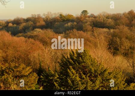 Reigate Hill, Sonnenuntergang im Herbst Stockfoto