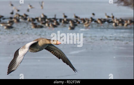 Flying Graugans über zugefrorene See Stockfoto