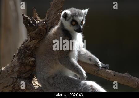 Ring-angebundene Lemuren Stockfoto