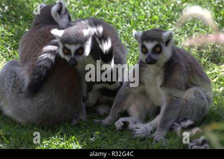 Ring-angebundene Lemuren Stockfoto