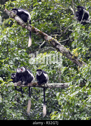 Eine Gruppe von schwarzen und weißen Colobus Affen, die mantelbrüllaffen guereza (Colobus guereza), Rest auf Ästen während ihrer Suche nach Nahrung. Bwindi Impenetr Stockfoto