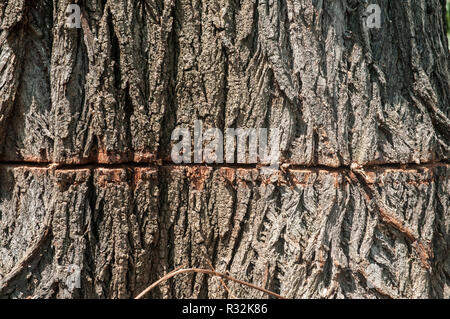 Big old poplar tree trunk bark with chainsaw cut closeup as wooden background Stockfoto