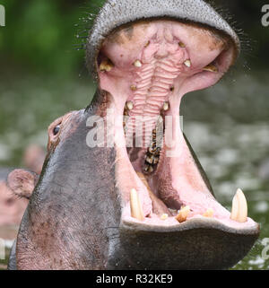 Ein Nilpferd (Hippopotamus amphibischen) macht eine bedrohliche Anzeige durch Öffnen der riesigen Mund und die Zähne. Lake Mburo Nationalpark, Ugan Stockfoto