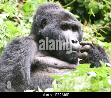 Ein silberrücken Berggorilla (Gorilla beringei beringei) entspannt nach der morgendlichen Fütterung auf Wald Vegetation. Über 1.000 Berg bleiben in U Stockfoto