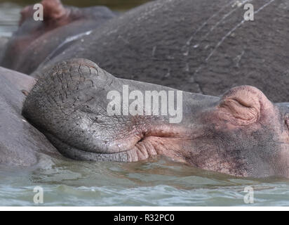 Ein Nilpferd (Hippopotamus amphibischen) mit einem glückseligen Ausdruck ruht der Kopf auf der Rückseite eines Kollegen im Kazinga Kanal zwischen See Geor Stockfoto