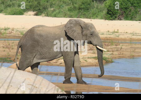 Elefant Stockfoto