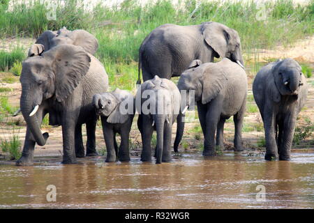 Trinken Party am Fluss Stockfoto