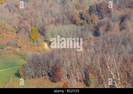 Buchenwälder in den nördlichen Abhang der Sierra de Toloño, eine karstige massiv in der Nähe von Labastida, Baskenland Stockfoto