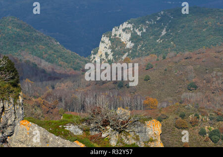 Buchenwälder in den nördlichen Abhang der Sierra de Toloño, eine karstige massiv in der Nähe von Labastida, Baskenland Stockfoto