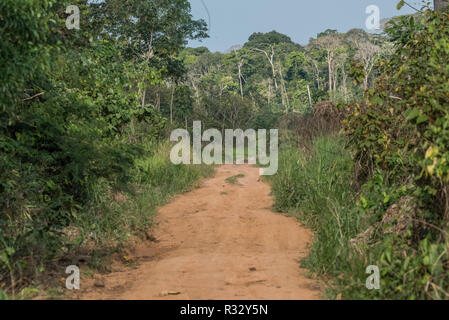 Eine Straße durch Sekundärwald in Madre de Dios, Peru. Stockfoto