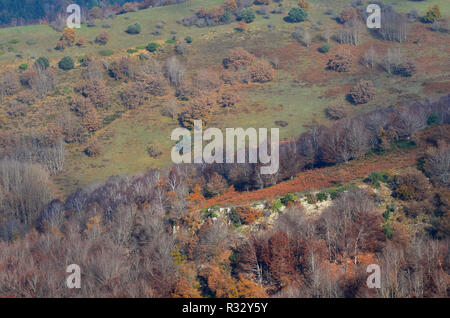 Buchenwälder in den nördlichen Abhang der Sierra de Toloño, eine karstige massiv in der Nähe von Labastida, Baskenland Stockfoto