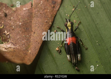 Einen bunten Heuschrecke vom Los Amigos, Peru. Die hellen Farben wahrscheinlich seine Abneigung zu Predator bedeuten. Stockfoto