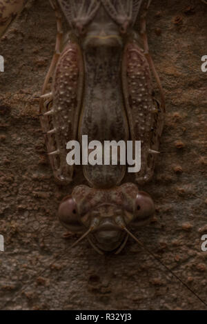 Ein neotropischer Rinde Mantis, möglicherweise in der Liturgusa Gattung, ist erstaunlich gut auf Baumrinde im Amazonas Regenwald getarnt. Stockfoto