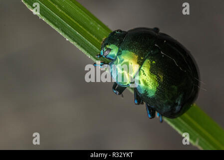 Eine metallisch glänzende Blätter Käfer aus Peru. Stockfoto