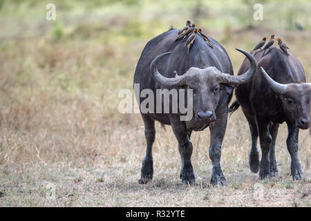 Afrikanischer Büffel (Syncerus caffer Caffer) in Kenia, Ostafrika Stockfoto
