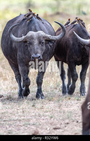 Afrikanischer Büffel (Syncerus caffer Caffer) in Kenia, Ostafrika Stockfoto
