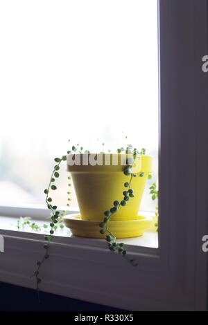 Eine Zeichenkette von Perlen Pflanze auf der Fensterbank. Stockfoto