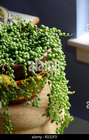 Perlenkette, Senecio Rowleyanus Rosenkranz Weinstock, Raupe Anlage Stockfoto