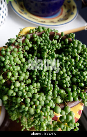 Perlenkette, Senecio Rowleyanus Rosenkranz Weinstock, Raupe Anlage Stockfoto