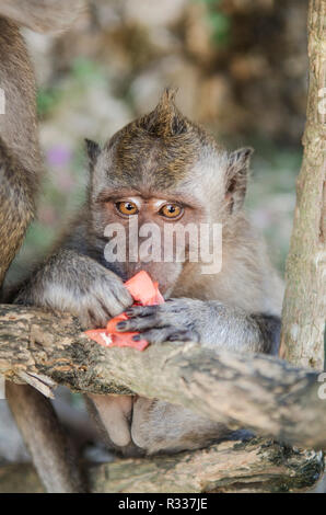 Stockfoto