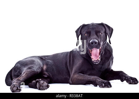 schwarzer Hund Stockfoto