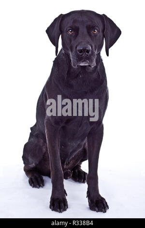 schwarzer Hund Stockfoto