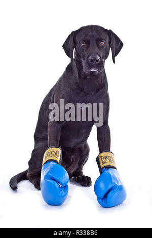 schwarzer Hund Stockfoto