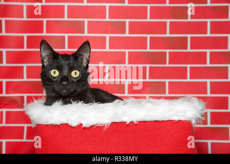 Portrait einer adorable schwarz tabby Kitten in einem weißen Fell sitzend gefüttert Rot Warenkorb Blick auf Viewer. Leuchtend rote Backstein Hintergrund. Festliche Weihnachten t Stockfoto