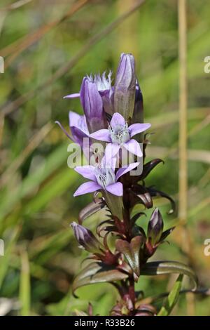 Deutsche frans Enzian (gentianella germanica) auf Einrichtung¶ rnberg Stockfoto