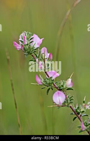 Stachelige rest Harrow (ononis spinosa) Stockfoto