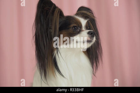 Schöner Hund closeup auf einem rosa Hintergrund Stockfoto