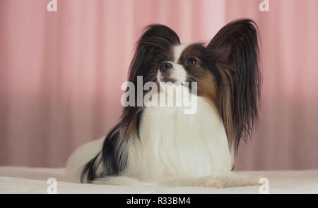 Schöner Hund Papillon liegt auf dem Bett und schaut sich um Stockfoto