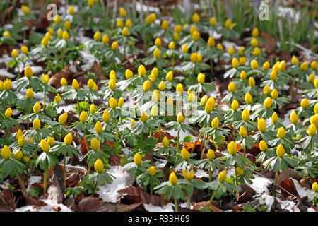 Winterlings im Schnee Stockfoto