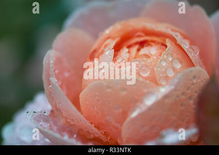 Rose nach dem Regen Stockfoto