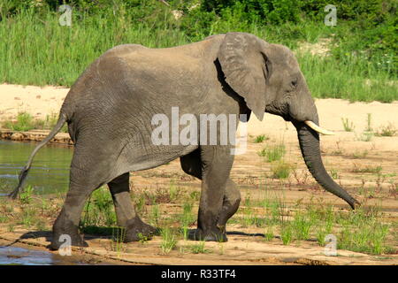 Elefant Stockfoto